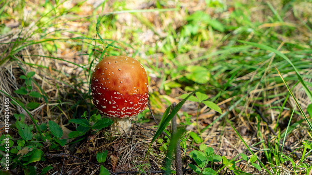 Fly agaric mushroom or amanita muscaria with red and orange caps in forest clearing. Inedible, poisonous and toxic mushrooms. Decoration of forest Fly agaric mushroom or amanita muscaria with red and orange caps in forest clearing. Inedible, poisonous and toxic mushrooms. Decoration of forest