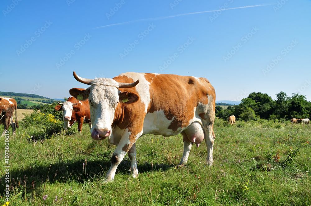 Grazing cow.