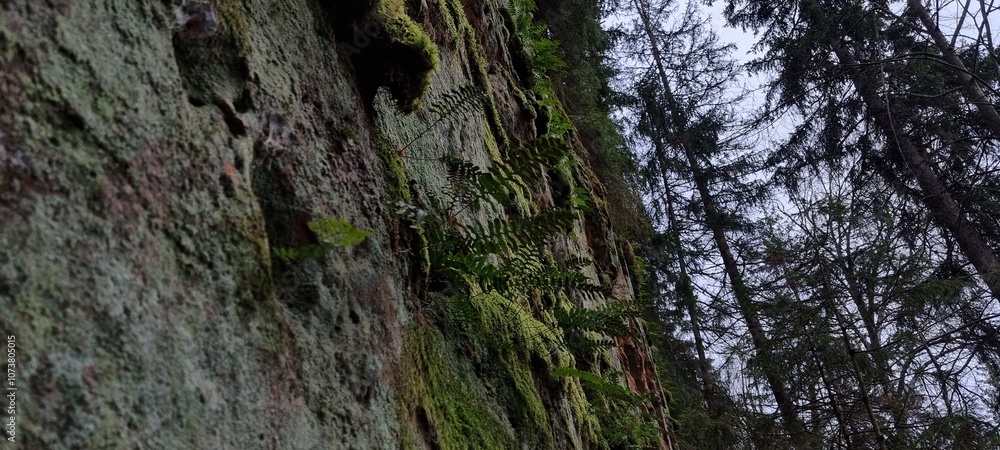 Licu-Langu cliffs, Latvian city of Liepa, late autumn Licu-Langu cliffs, Latvian city of Liepa, late autumn