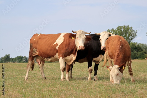 Grazing cow.