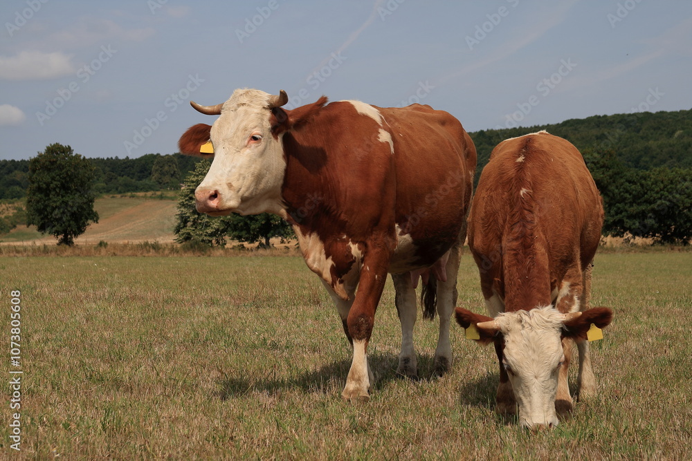 Grazing cow. Grazing cow.