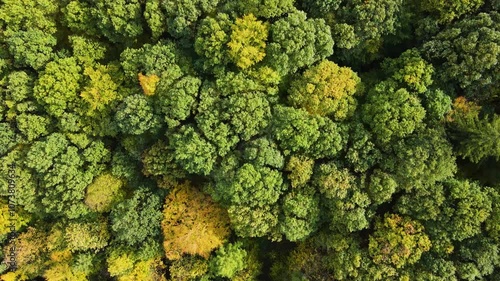 Blue Ridge Mountains, Georgia Drone flyover of mountain forest of trees changing colors in Chattahoochee-Oconee National Forest.
