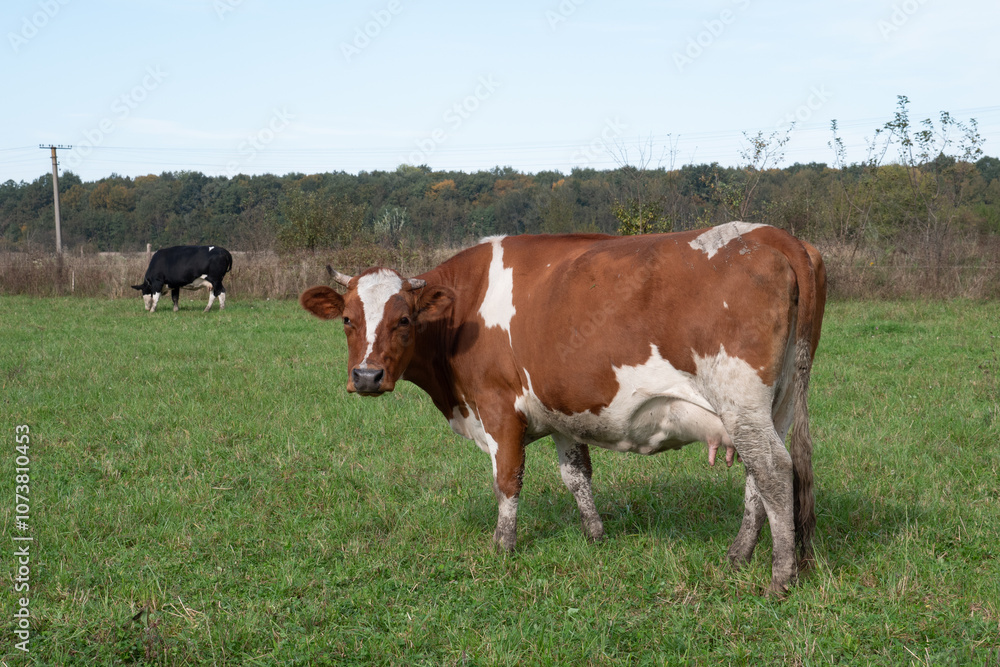 Cows graze in the pasture. Agriculture. Cattle breeding. Cows graze in the pasture. Agriculture. Cattle breeding.