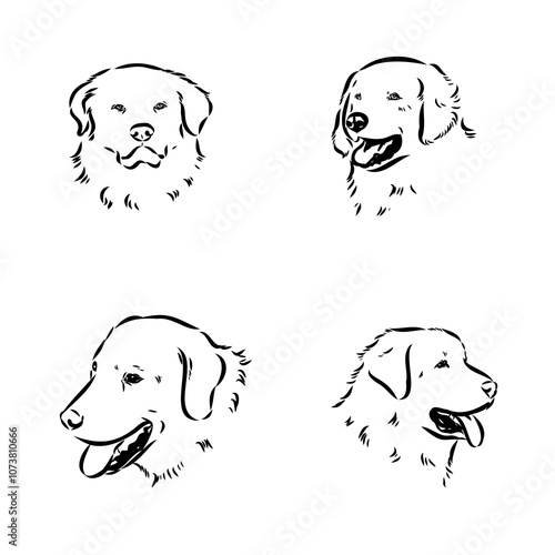 Akbash dog hand drawing. Vector illustration isolated on white background.