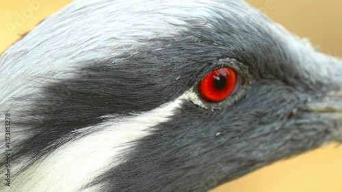 Close-Up of Demoiselle Crane (Anthropoides virgo) Head and Eye – 120fps Slow Motion Footage photo