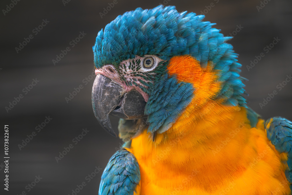 Blue-throated or Caninde Macaw (Ara glaucogularis)