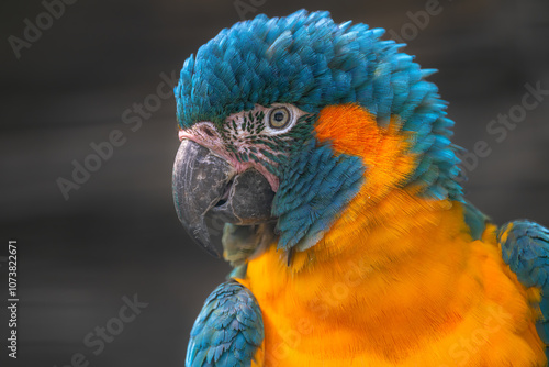 Obraz na płótnie Blue-throated or Caninde Macaw (Ara glaucogularis) w salonie