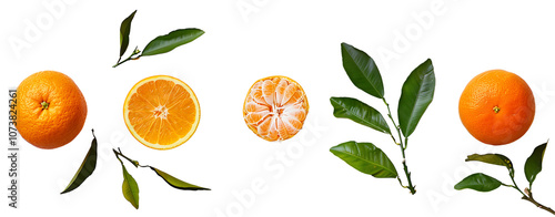 Bright and fresh illustration of an orange branch with leaves, flowers, and juicy orange slices, highlighting the vibrant citrus fruit on a clean white background photo