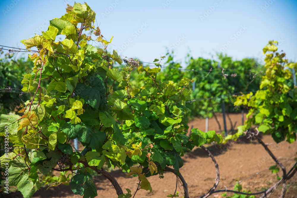 Beautiful rows of young green vineyards move in the wind Beautiful rows of young green vineyards move in the wind