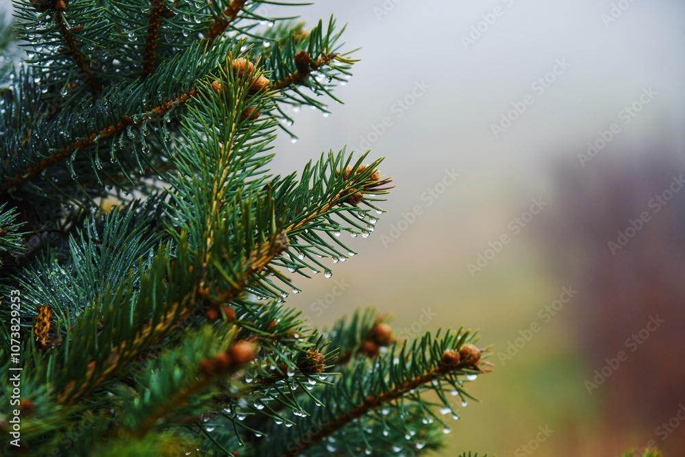Close-up of a pine branch or a Christmas tree with raindrops Close-up of a pine branch or a Christmas tree with raindrops