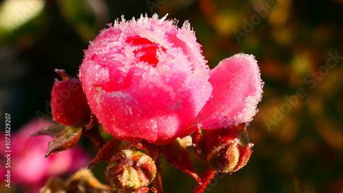 pink farbige Rosenblüte im Herbst mit Raureif 