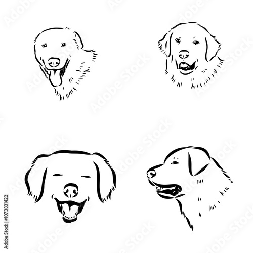 Akbash dog hand drawing. Vector illustration isolated on white background.