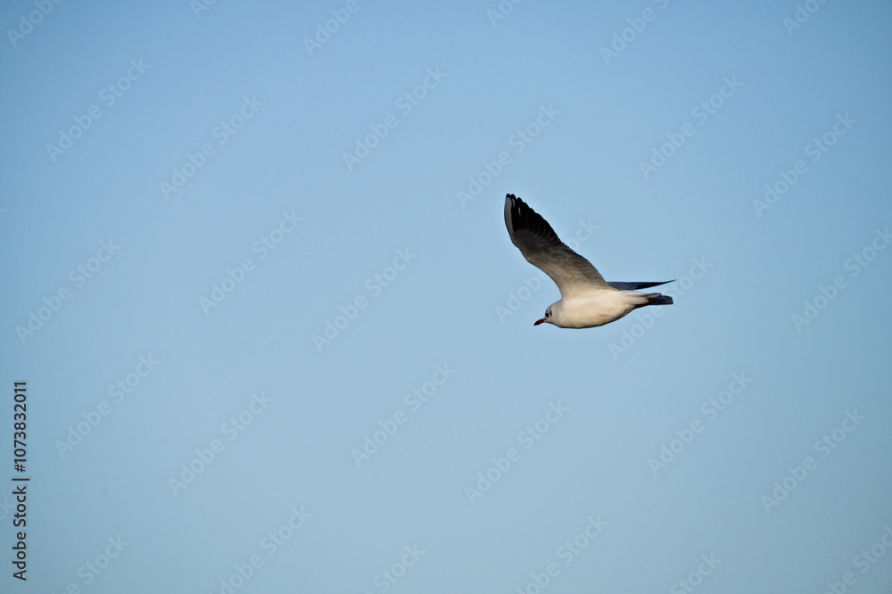 Fototapeta premium mewa w locie nad portem na tle błękitnego nieba