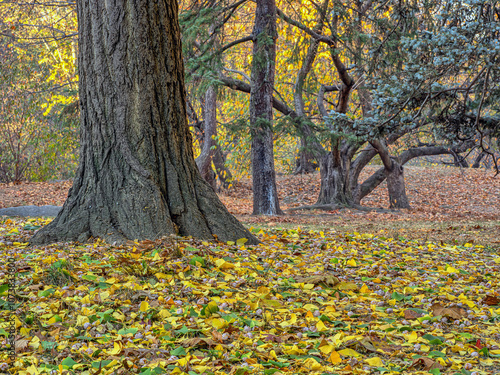 Autumn in Central Park