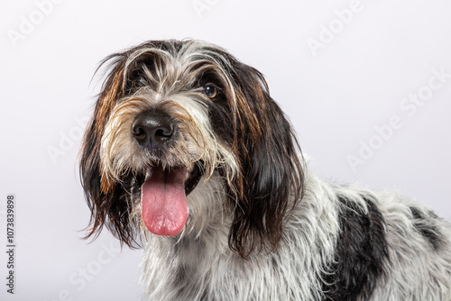 Foto A cheerful dog with a shaggy coat of black and white fur is joyfully posing, showcasing its friendly expression and playful demeanor on a light backdrop