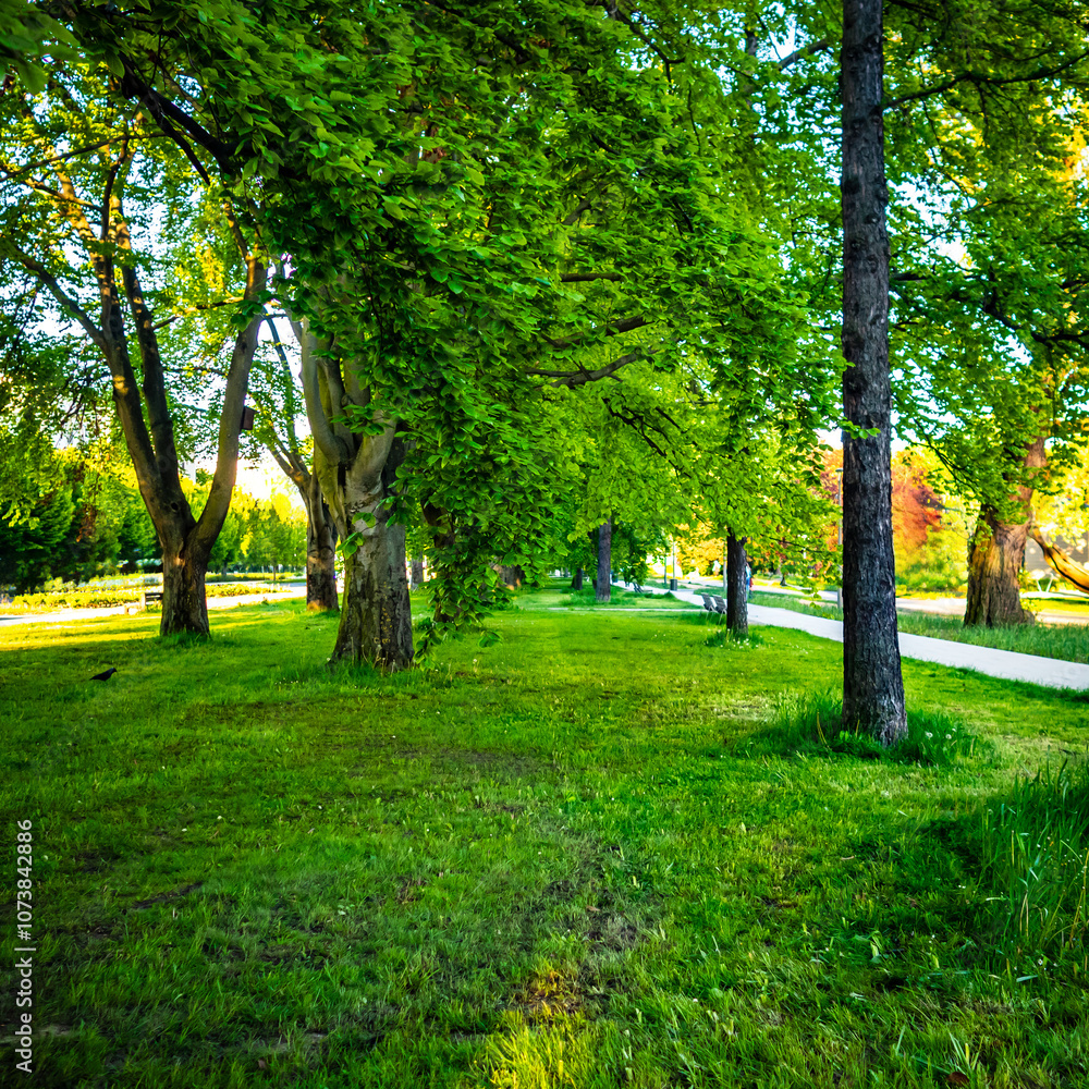 View of beautiful deciduous trees in city park on sunny spring day. Greenery in the city. View of beautiful deciduous trees in city park on sunny spring day. Greenery in the city.