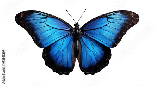 Blue Butterfly on Transparent Background (PNG).