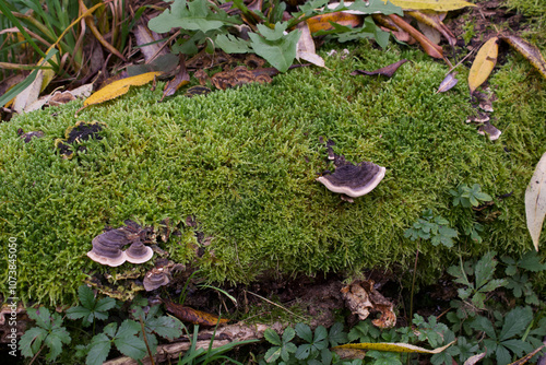 a fallen tree, destroyed by time, covered with moss, on which mushrooms have sprouted
