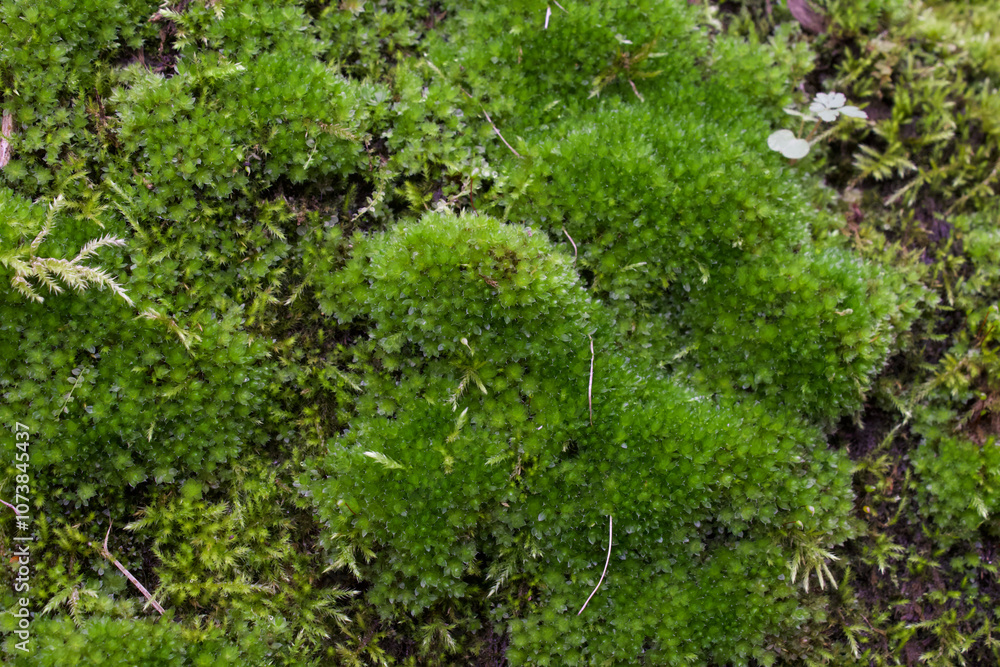 moss on the stone moss on the stone