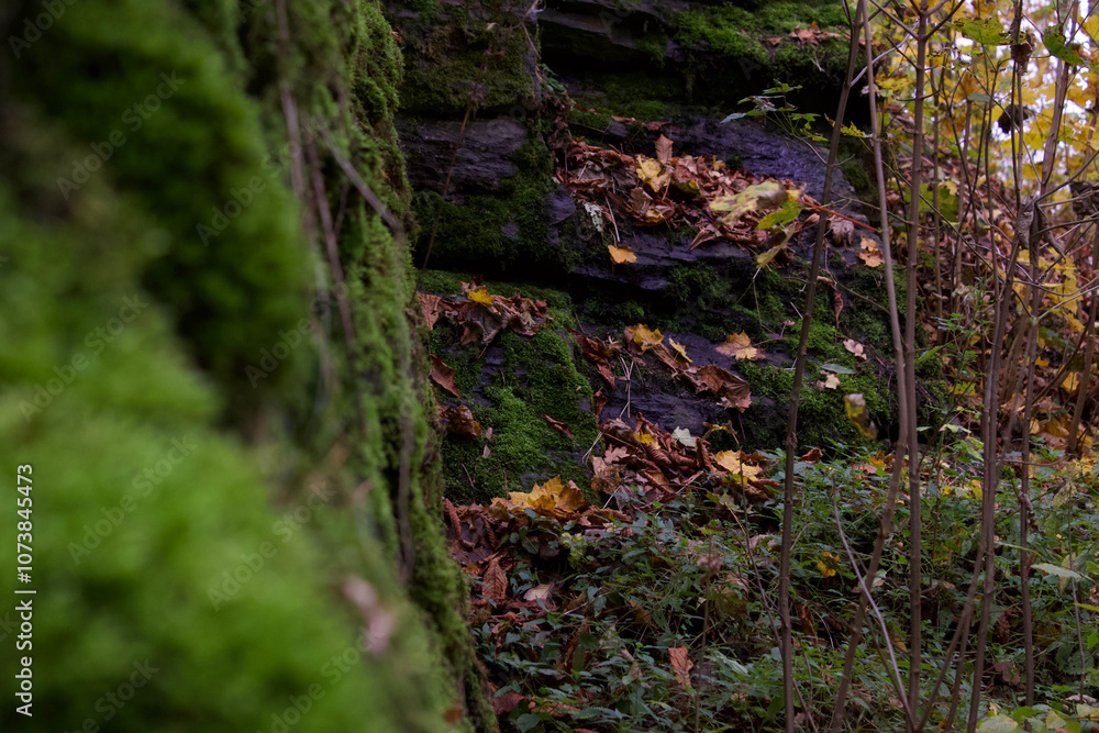 the rock is tsovered with gren moss on gych yellow leaves have fallen the rock is tsovered with gren moss on gych yellow leaves have fallen