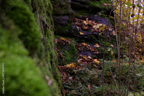 the rock is tsovered with gren moss on gych yellow leaves have fallen