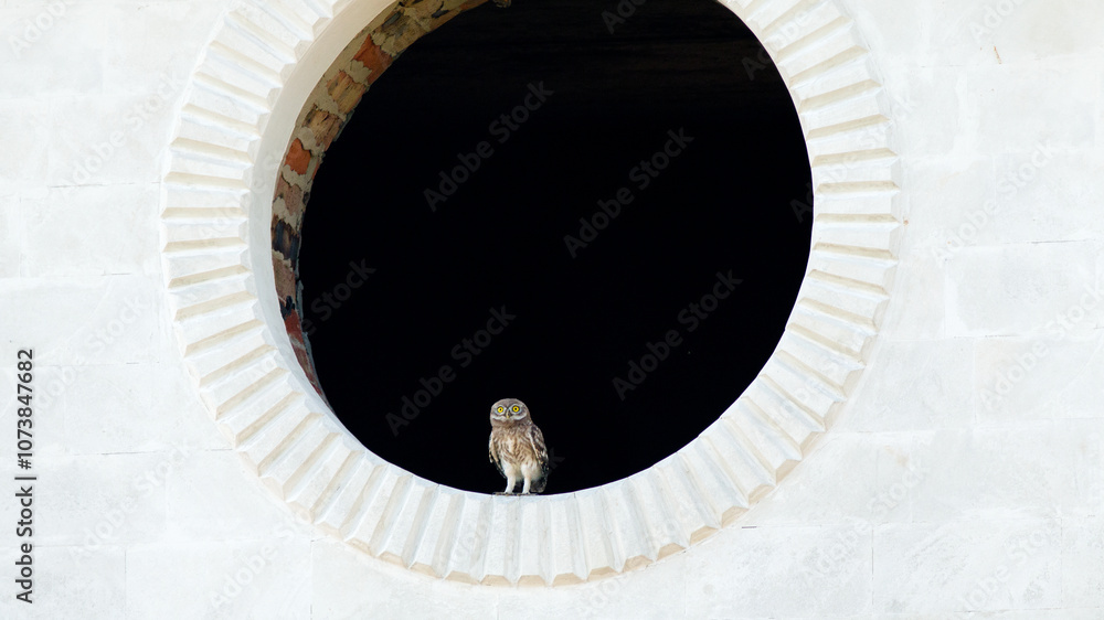 Fototapeta premium little owl in the window