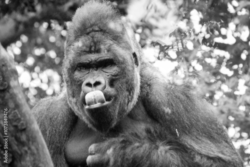 Black and white portrait close-up of a gorilla in a natural setting, showcasing its thoughtful expression and powerful presence.