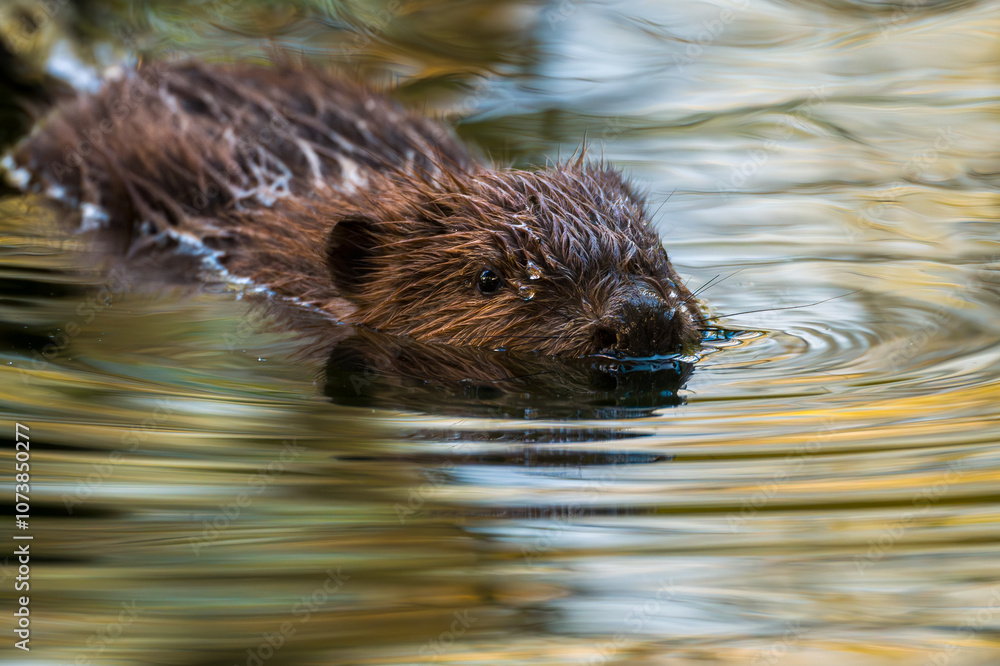 Eurasian beaver, Castor fiber. Beaver swimming in water on sunny autumn day. Eurasian beaver, Castor fiber. Beaver swimming in water on sunny autumn day.