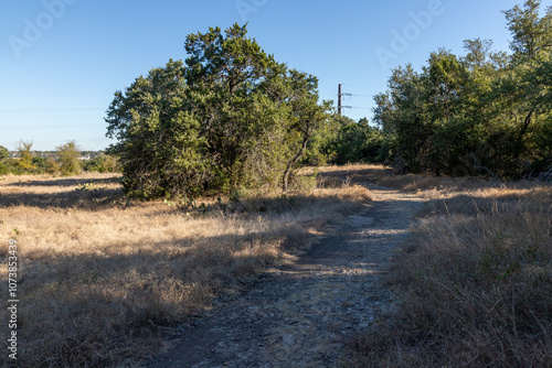 Vegetation in Brushy Creek Regional Trail