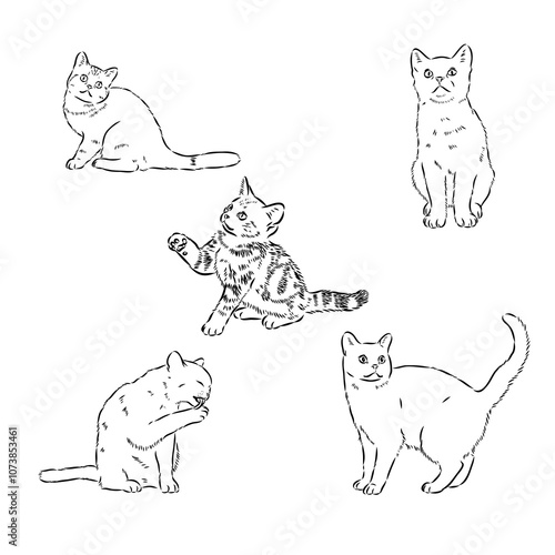 Sketch of an american shorthair american shorthair cat vector