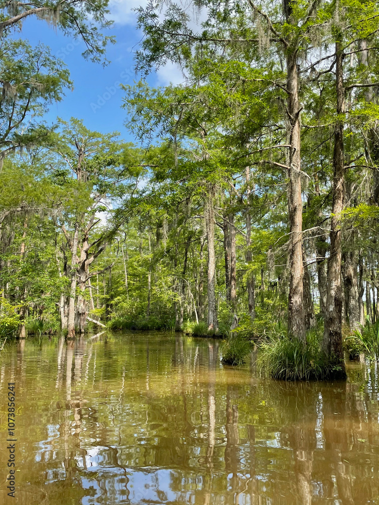 Obraz premium in the swamp