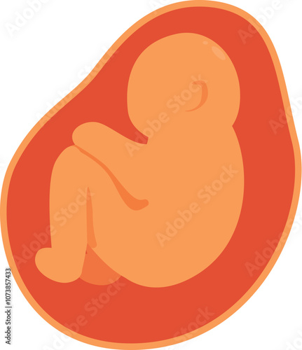Medical illustration of a human fetus developing inside the placenta, representing the stages of pregnancy and prenatal growth