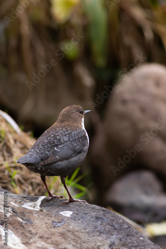 A bird that prefers to live on the banks of streams. White throated Dipper. Cinclus cinclus. 