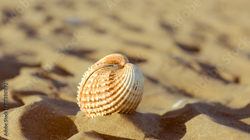 Obraz na płótnie seashell on the beach w salonie