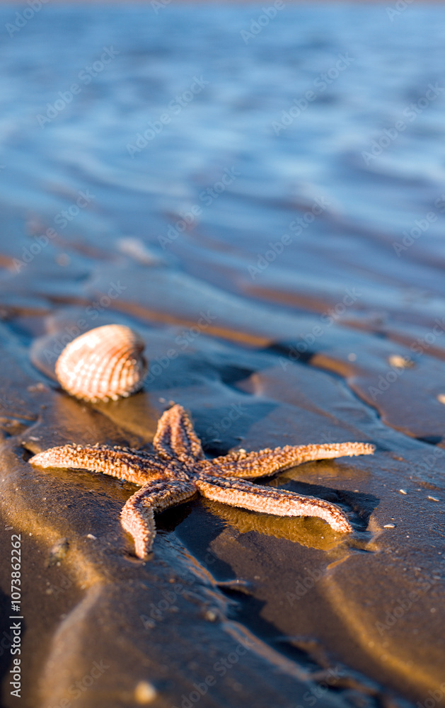 starfish on the beach