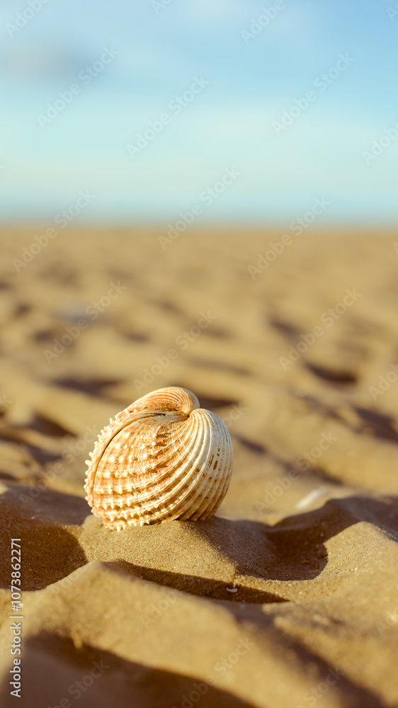 shell on the sand