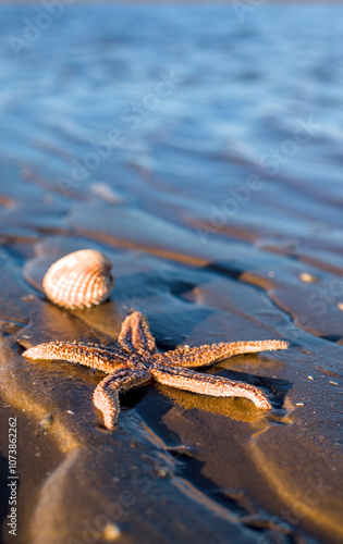 Obraz na płótnie starfish on the beach w salonie