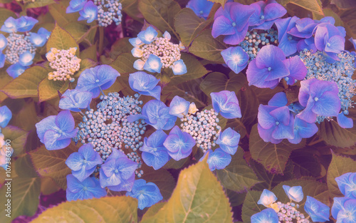 Blue hydrangea flowers in the garden photo