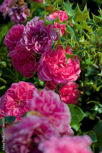 Obraz na płótnie pink flowers w salonie