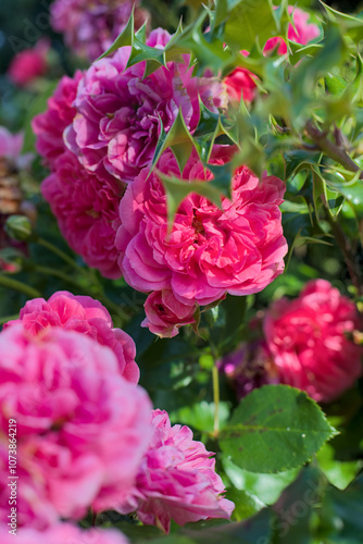 Obraz na płótnie pink rose bush w salonie