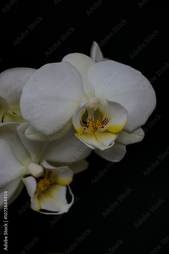 white orchid flower