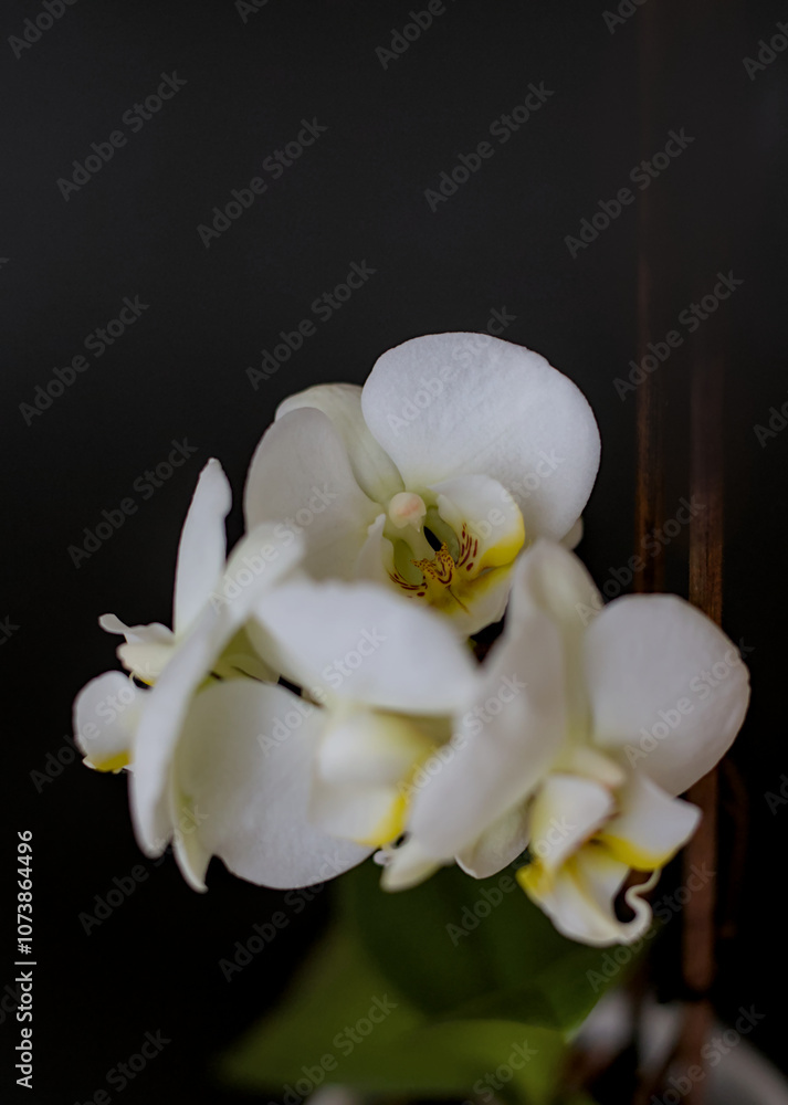 white orchid on black