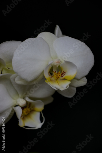 Obraz na płótnie white orchid flower w salonie