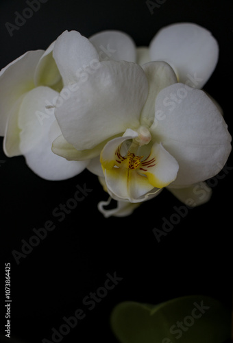 white orchid on black background