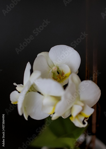 Obraz na płótnie white orchid on black w salonie