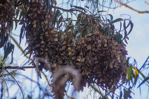 Monarch Butterflies in Migration