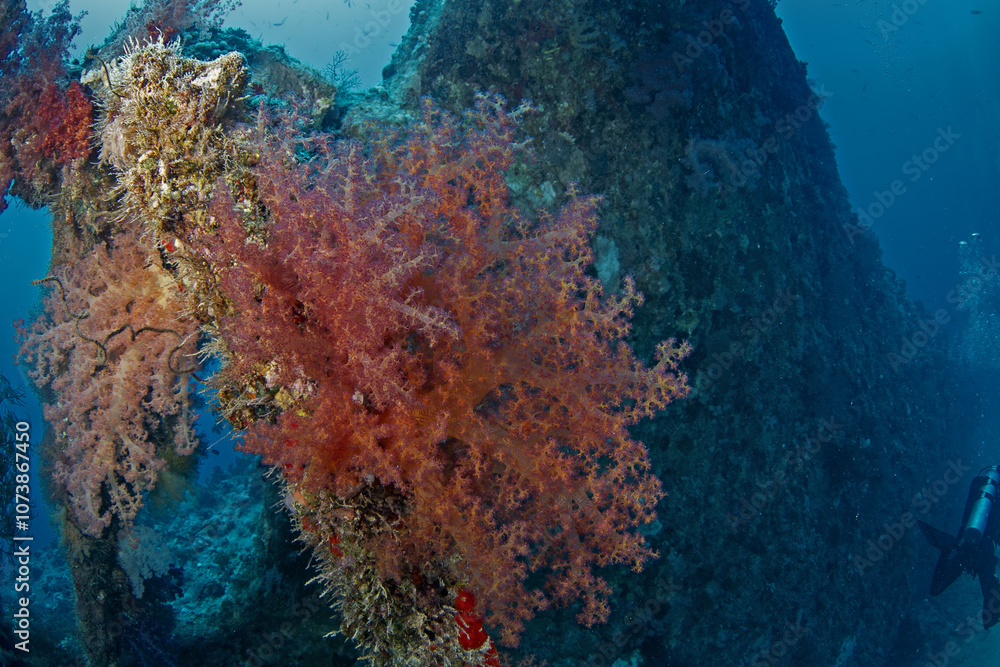 Fototapeta premium Dendronephthya hemprichi coral on the wrack in Egypt shallow sea. Soft corals during dive in Red Sea. Abundant marine life on the coral reef. 