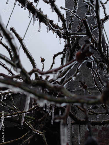 Frozen plant in ice snowy winter landscape branch completely covered with ice. Bright red-orange leaves on a bush covered icy droplets frozen drops unusual cold season scene artificial plant shell