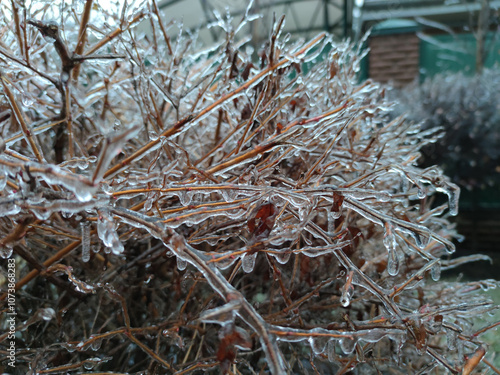 Frozen plant in ice snowy winter landscape branch completely covered with ice. Bright red-orange leaves on a bush covered icy droplets frozen drops unusual cold season scene artificial plant shell