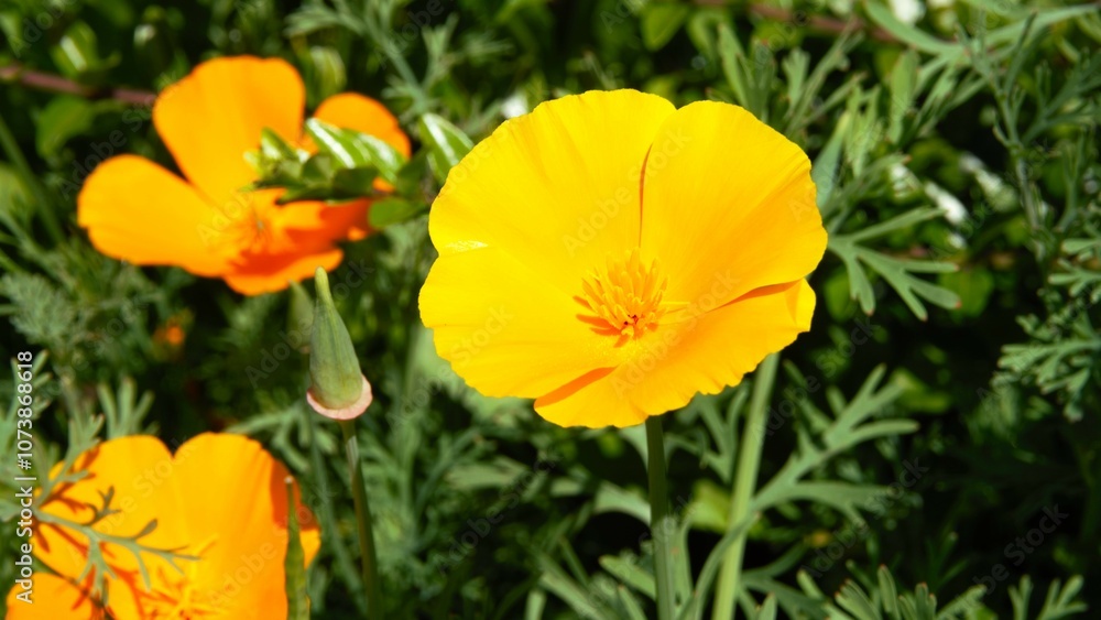 Orange yellow flower on the roadside growing wild in nature. Provides biodiversity and attracts insects and bees. A natural product that originates from seed and converts sunlight into photosynthesis Orange yellow flower on the roadside growing wild in nature. Provides biodiversity and attracts insects and bees. A natural product that originates from seed and converts sunlight into photosynthesis